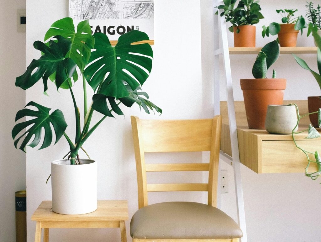 Houseplants