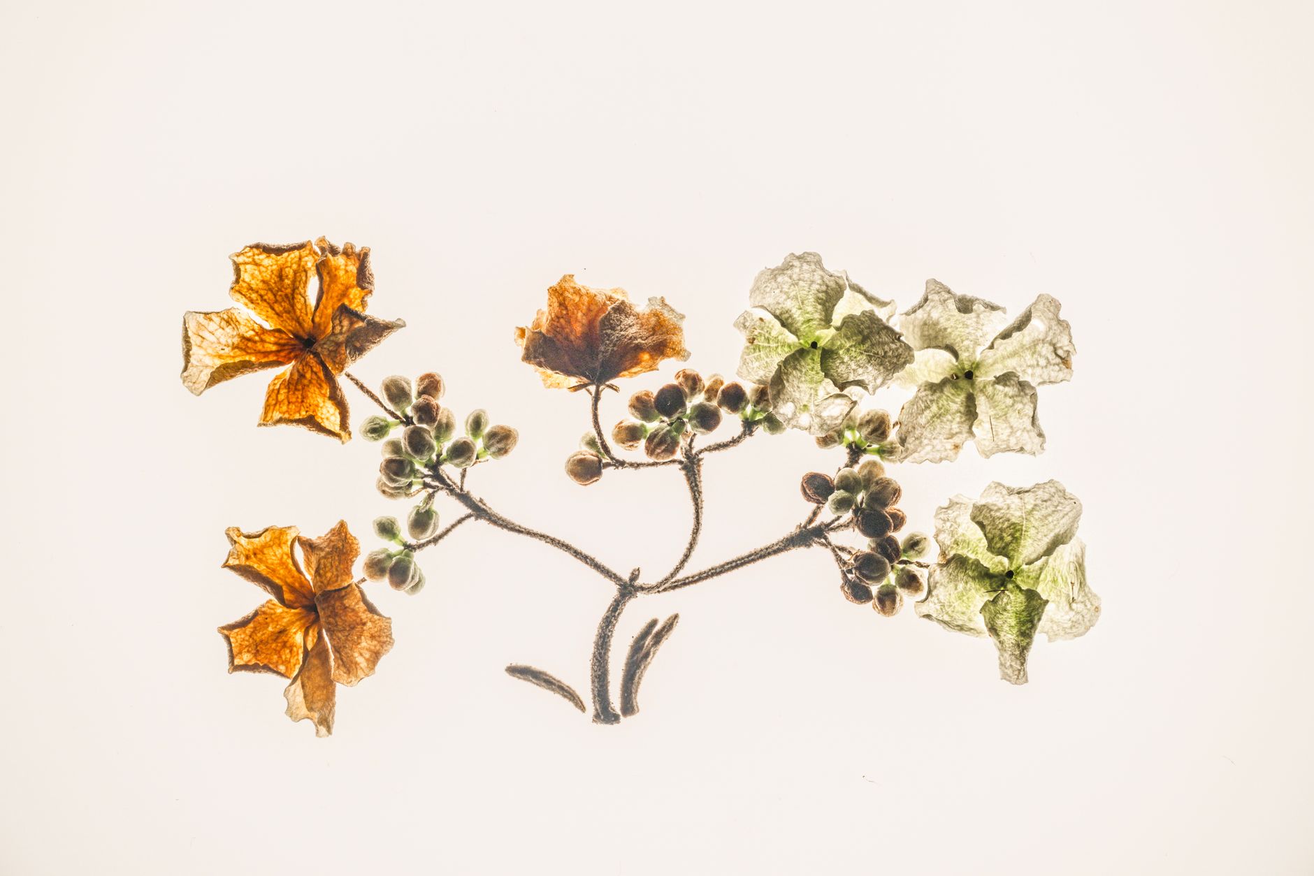 Finished pressed flower botanical collage UK on watercolour paper with ox-eye daisies and fern fronds