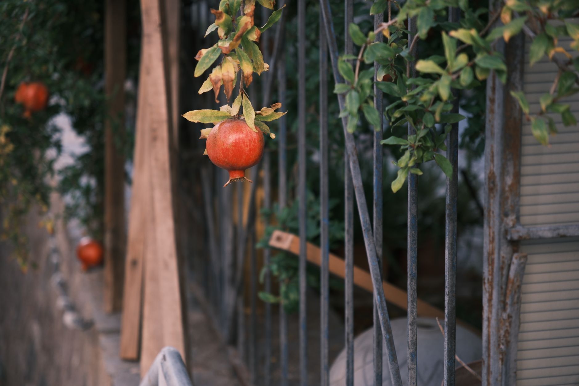 How to Paint Colourful Fruit Murals on Outdoor Walls and Fences: A UK Householder’s Guide